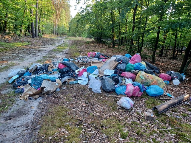 Po oględzinach ogromnej hałdy śmieci policjanci ze Święciechowy ustalili, że za podrzucenie śmieci do lasu odpowiada mieszkaniec Leszna