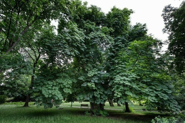 Bydgoskie drzewo ma ponad 200 lat, około 20 m wysokości i obwód 540 cm.