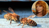 Kontakt z tymi owadami może zabić. Nie tylko Ewa Sałacka zmarła „od osy”. Jak uniknąć użądlenia osy lub pszczoły?