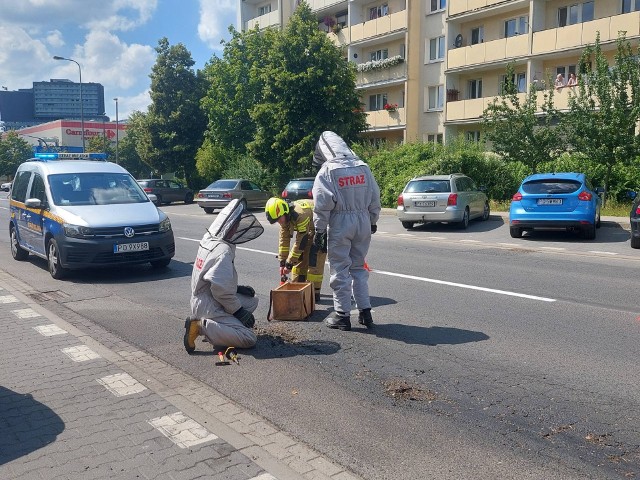Ktoś porzucił w Poznaniu worki wypełnione pszczołami