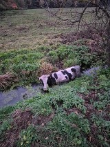 W Grudziądzu byk wpadł do rowu i nie mógł się wydostać. Pomogli strażacy