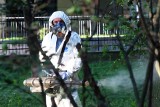 Odkomarzanie ogrodu to skuteczny sposób na walkę z komarami. Czy na ROD możesz stosować chemiczne opryski? Sprawdź, aby uniknąć kłopotów