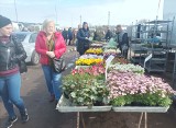 Oto ceny kwiatów, krzewów i produktów do ogrodu na targowisku w Golubiu-Dobrzyniu