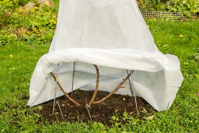 An effective way to save plants from northern frosts is to cover them with breathable spunbond textiles.