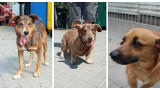 Czyja zguba? Te psy trafiły w ostatnim czasie do Schroniska dla Bezdomnych Zwierząt "Azorek" w Obornikach