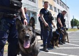 Laser, Porto, Hugo i Hiro odbyli szkolenie. To cykliczne ćwiczenia psów policyjnych.