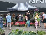 Majowy Kiermasz Ogrodniczy 2024 w Bydgoszczy. Można było nabyć wiele roślin. Zdjęcia