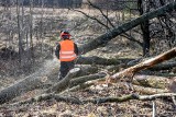 W Poznaniu wycięto blisko 2 tys. drzew. Miasto otrzymało za to miliony odszkodowania. Nie wiadomo, czy posadzone zostaną za to nowe drzewa