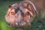 Po siedmiu latach pracownicy zoo odkryli, że samiec hipopotama jest samicą
