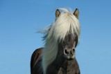 Logo firmy Lucky Horse - Portal dla miłosników koni