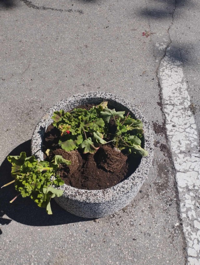 Wandale zniszczyli kwiaty w miejskich donicach