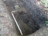 Szczątki żołnierza i cywila w jednej mogile pod Złotowem. Odkopano je i przekazano dane do identyfikacji 