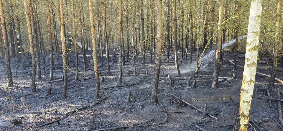 Seria pożarów lasów w gminie Książ Wielkopolski. Czy to podpalenia? Sprawę badają funkcjonariusze Wydziału Kryminalnego śremskiej policji