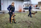 Ucieczkę złodzieja narzędzi z Leszna przerwał policyjny patrol z psami
