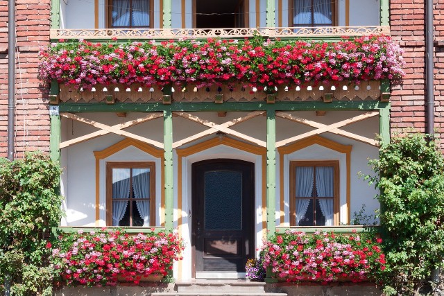 Jak dobrze znasz kwiaty balkonowe? Sprawdź