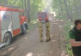 Ćwiczenia strażaków podczas pożaru lasu w Bukowcu, gmina Wągrowiec. Miały one charakter niezapowiedziany