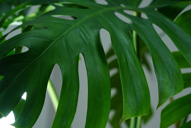 philodendron prince of Philodendron 'Prince of Orange' Large main image 0