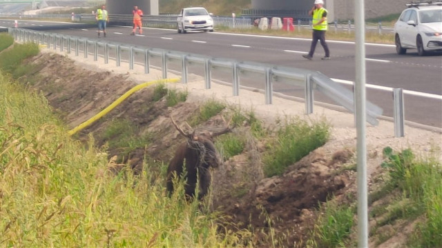 Łoś zaplątał się w siatkę przy budowanej S19 w pobliżu miejscowości Knorydy. Zwierzę uratowali strażacy i służby