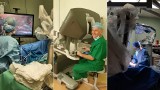 Robot Da Vinci pomaga przy operacjach nowotworu jelita grubego w szpitalu Jurasza w Bydgoszczy