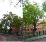 Arborysta ze stowarzyszenia MODrzew zajmie się pielęgnacją 5 drzew w Bydgoszczy