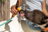 Co zrobić, żeby schłodzić psa w upał? 9 wskazówek, jak pomóc swojemu pupilowi w gorące dni