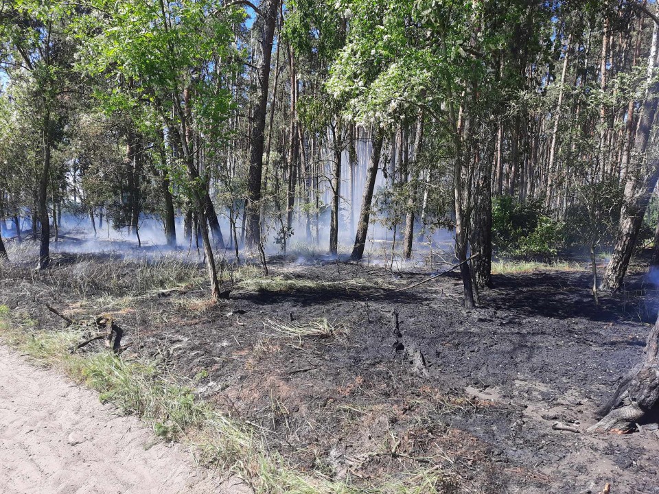Pożar lasu w miejscowości Gogolewo. Do akcji gaśniczej ruszyło kilka zastępów straży pożarnej [zdjęcia]