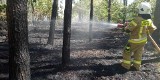 Pożar lasu w Gogolewie. Do akcji ruszyło kilka zastępów straży pożarnej