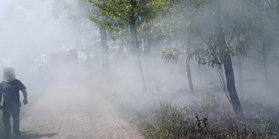 Pożar lasu w miejscowości Gogolewo. Do akcji gaśniczej ruszyło kilka zastępów straży pożarnej [zdjęcia]