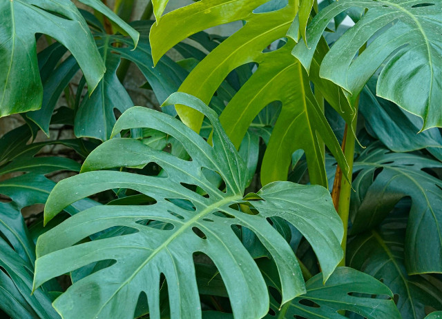 philodendron squamiferum kaufen Philodendron Squamiferum | 6