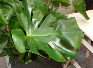 Monstera dziurawa