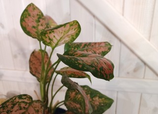 Aglaonema