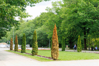 Nowe tuje na Plantach. Posadzono je raptem dwa miesiące temu
