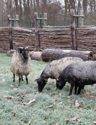 Białostockie Akcent ZOO ma nowych mieszkańców